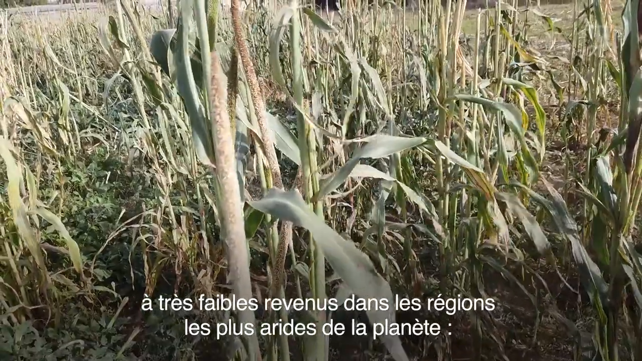 Comment rendre les semences du mil plus résistante à la sécheresse ?